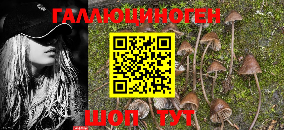 Лабинск  Псилоцибиновые грибы Psilocybe  Вход с VPN  как найти закладки  Псилоцибиновые грибы прущие грибы 